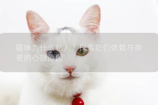 猫咪为什么粘人？探索它们依赖与亲密的心理原因