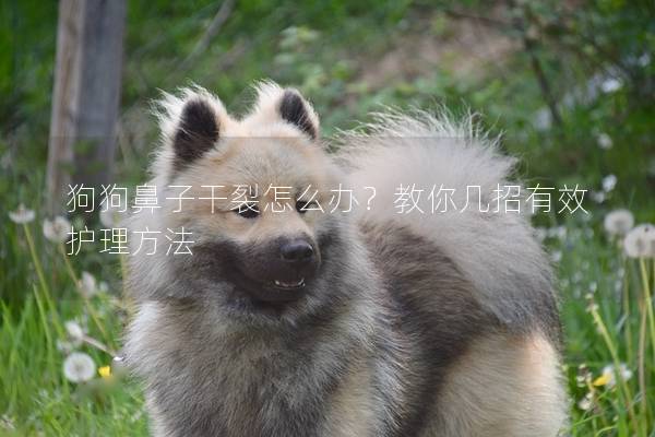 狗狗鼻子干裂怎么办？教你几招有效护理方法