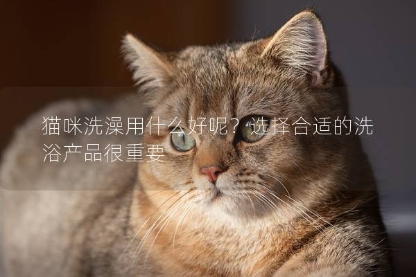 猫咪洗澡用什么好呢？选择合适的洗浴产品很重要