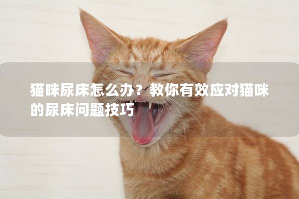 猫咪尿床怎么办？教你有效应对猫咪的尿床问题技巧