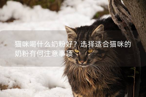 猫咪喝什么奶粉好？选择适合猫咪的奶粉有何注意事项