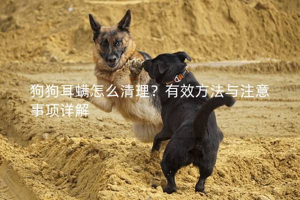 狗狗耳螨怎么清理？有效方法与注意事项详解