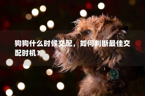 狗狗什么时候交配，如何判断最佳交配时机？