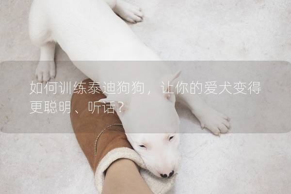 如何训练泰迪狗狗，让你的爱犬变得更聪明、听话？
