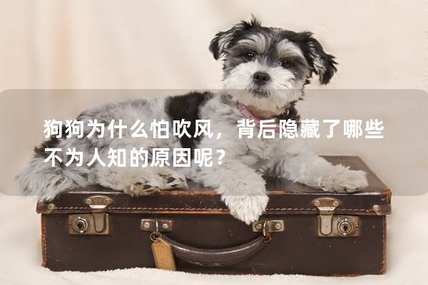 狗狗为什么怕吹风,背后隐藏了哪些不为人知的原因呢? 狗狗为什么怕吹风,背后隐藏了哪些不为人知的原因呢?