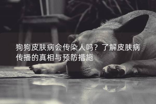 狗狗皮肤病会传染人吗？了解皮肤病传播的真相与预防措施