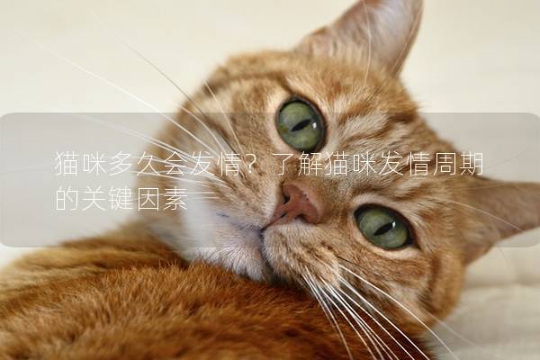 猫咪多久会发情？了解猫咪发情周期的关键因素
