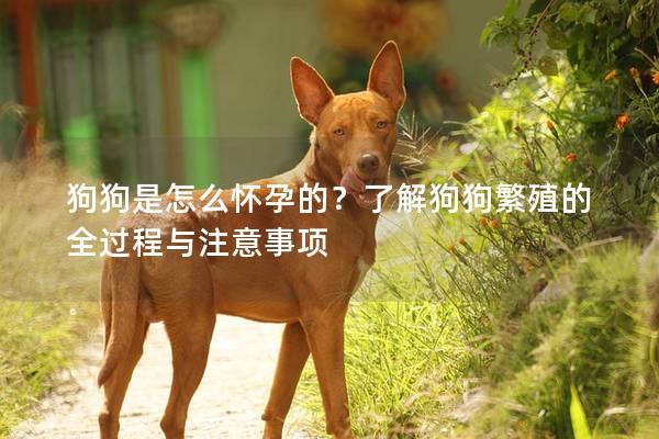 狗狗是怎么怀孕的？了解狗狗繁殖的全过程与注意事项