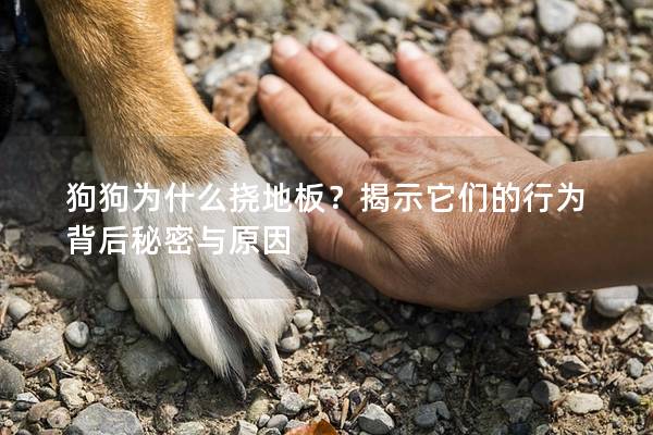狗狗为什么挠地板?揭示它们的行为背后秘密与原因 狗狗为什么挠地板?揭示它们的行为背后秘密与原因