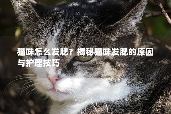 猫咪怎么发腮？揭秘猫咪发腮的原因与护理技巧