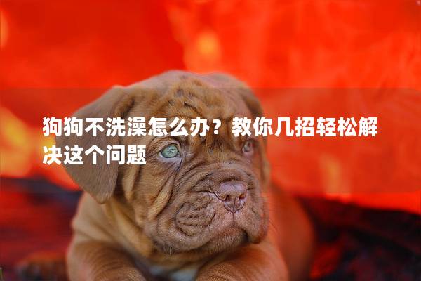 狗狗不洗澡怎么办？教你几招轻松解决这个问题