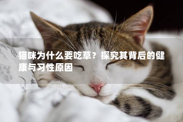 猫咪为什么要吃草？探究其背后的健康与习性原因