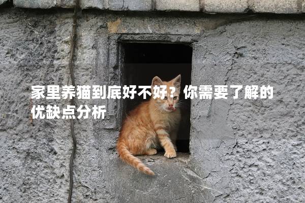 家里养猫到底好不好？你需要了解的优缺点分析