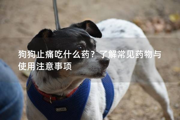 狗狗止痛吃什么药？了解常见药物与使用注意事项