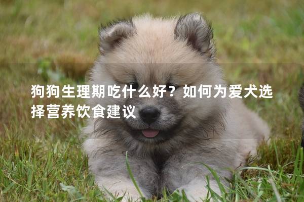 狗狗生理期吃什么好？如何为爱犬选择营养饮食建议