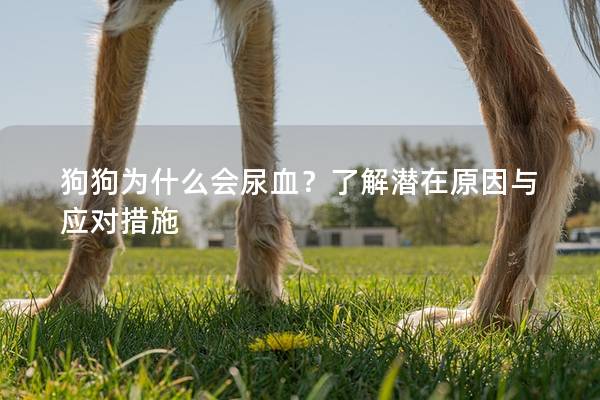 狗狗为什么会尿血？了解潜在原因与应对措施