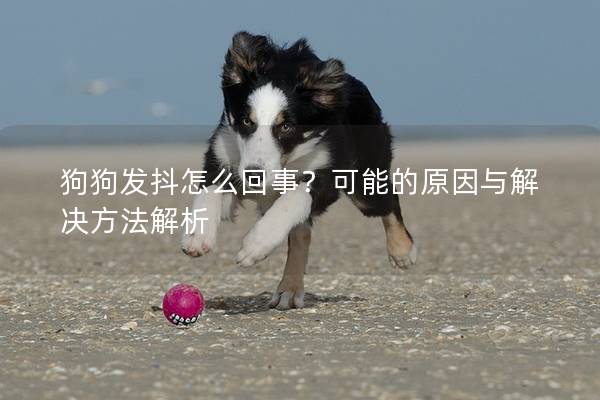 狗狗发抖怎么回事？可能的原因与解决方法解析