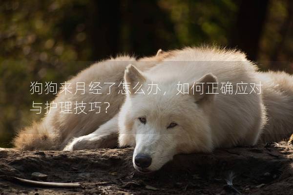 狗狗来月经了怎么办，如何正确应对与护理技巧？