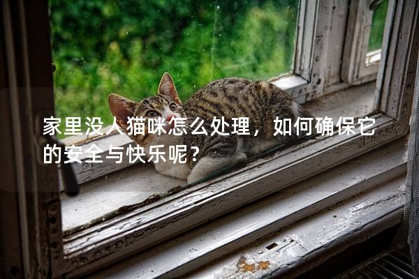 家里没人猫咪怎么处理，如何确保它的安全与快乐呢？