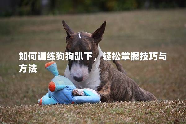 如何训练狗狗趴下，轻松掌握技巧与方法