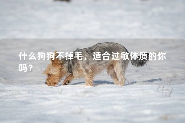 什么狗狗不掉毛，适合过敏体质的你吗？