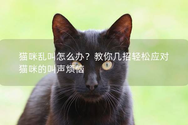 猫咪乱叫怎么办？教你几招轻松应对猫咪的叫声烦恼