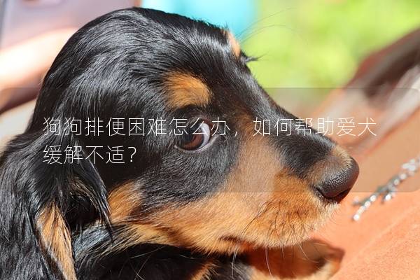 狗狗排便困难怎么办，如何帮助爱犬缓解不适？