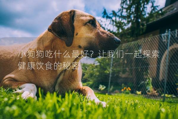 小狗狗吃什么最好？让我们一起探索健康饮食的秘密