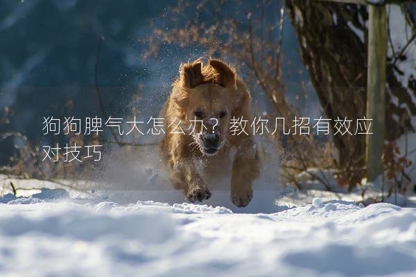 狗狗脾气大怎么办？教你几招有效应对技巧