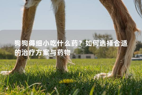 狗狗得细小吃什么药？如何选择合适的治疗方案与药物