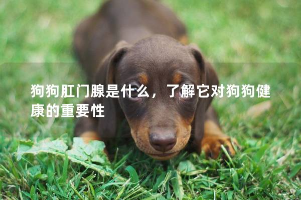 狗狗肛门腺是什么，了解它对狗狗健康的重要性