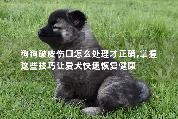 狗狗破皮伤口怎么处理才正确,掌握这些技巧让爱犬快速恢复健康