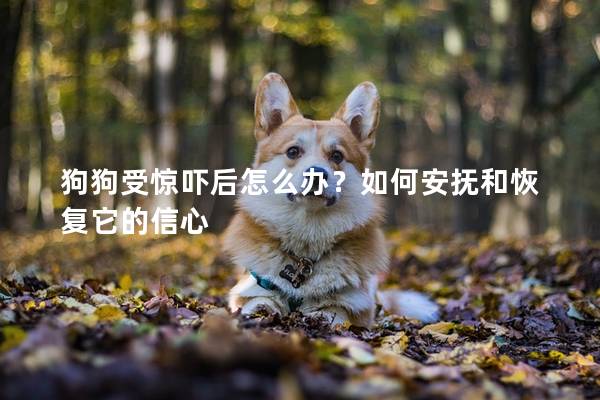 狗狗受惊吓后怎么办?如何安抚和恢复它的信心 狗狗受惊吓后怎么办?如何安抚和恢复它的信心