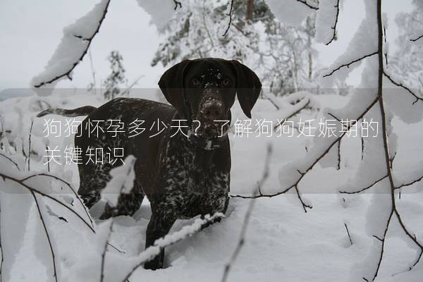 狗狗怀孕多少天？了解狗狗妊娠期的关键知识