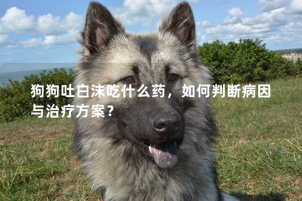 狗狗吐白沫吃什么药，如何判断病因与治疗方案？