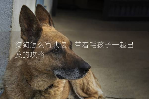 狗狗怎么寄快递，带着毛孩子一起出发的攻略
