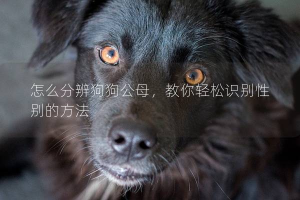 怎么分辨狗狗公母，教你轻松识别性别的方法