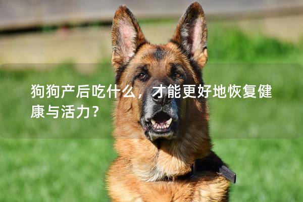 狗狗产后吃什么，才能更好地恢复健康与活力？
