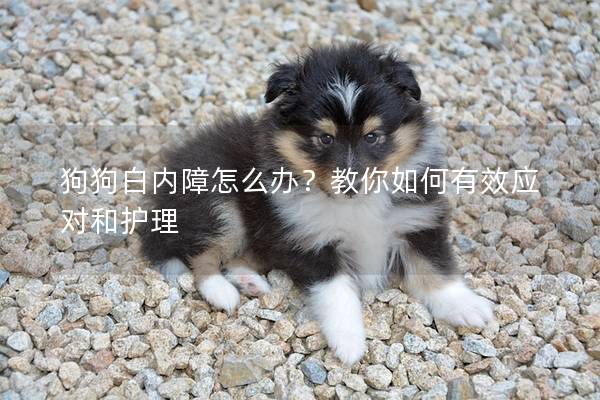 狗狗白内障怎么办？教你如何有效应对和护理