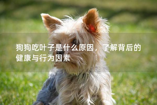 狗狗吃叶子是什么原因，了解背后的健康与行为因素