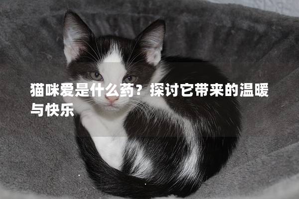 猫咪爱是什么药？探讨它带来的温暖与快乐