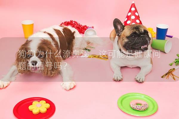 狗狗为什么流鼻涕，这可能是健康问题的信号吗？