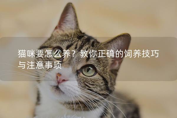猫咪要怎么养？教你正确的饲养技巧与注意事项
