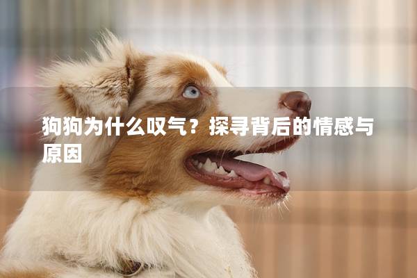 狗狗为什么叹气？探寻背后的情感与原因