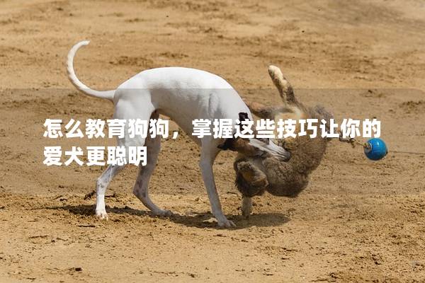 怎么教育狗狗，掌握这些技巧让你的爱犬更聪明