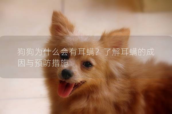 狗狗为什么会有耳螨？了解耳螨的成因与预防措施