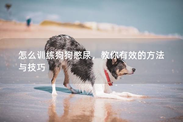 怎么训练狗狗憋尿，教你有效的方法与技巧