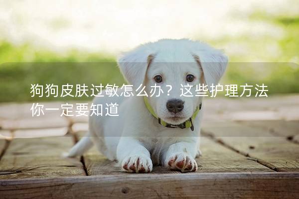 狗狗皮肤过敏怎么办？这些护理方法你一定要知道