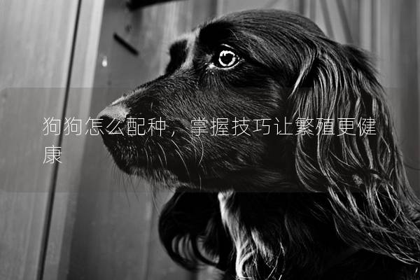 狗狗怎么配种，掌握技巧让繁殖更健康