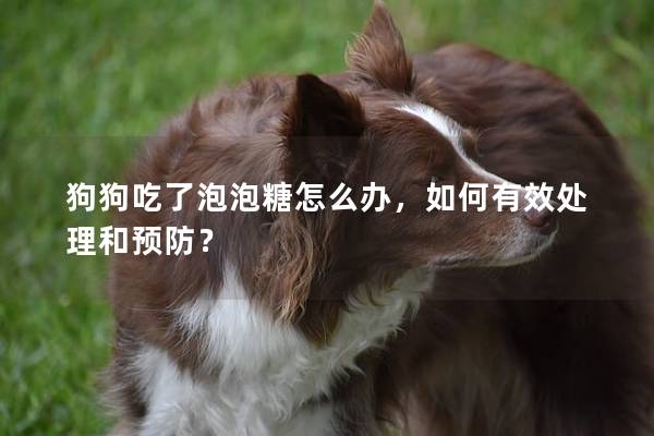 狗狗吃了泡泡糖怎么办，如何有效处理和预防？